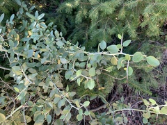 Ceanothus cordulatus