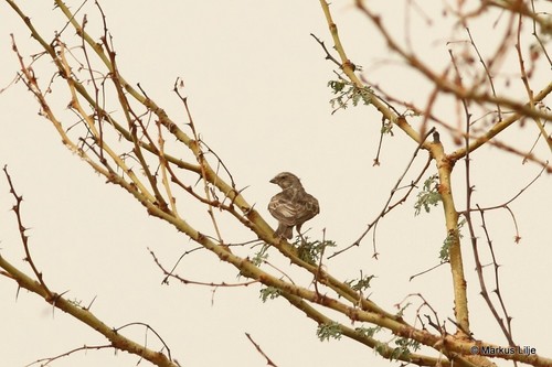 White-rumped Seedeater