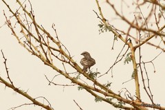 Crithagra leucopygia