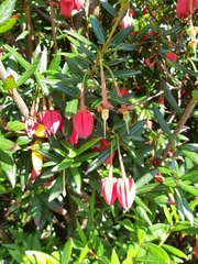 Crinodendron hookerianum