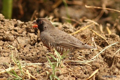 Quailfinch