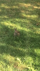 Sylvilagus floridanus