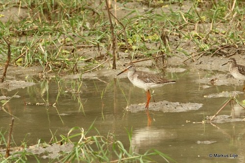 Common Redshank