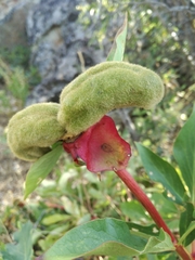Paeonia broteri