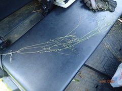 Wahlenbergia marginata
