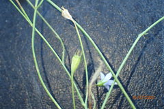 Wahlenbergia marginata