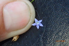 Wahlenbergia marginata