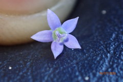 Wahlenbergia marginata
