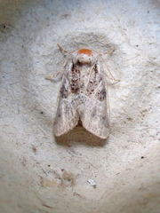 Meropleon diversicolor