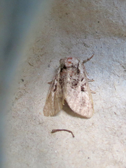 Meropleon diversicolor