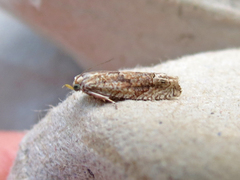 Eucosma ochrocephala
