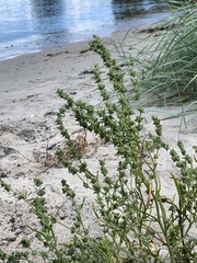 Atriplex littoralis