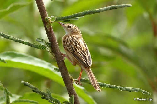 Zitting Cisticola
