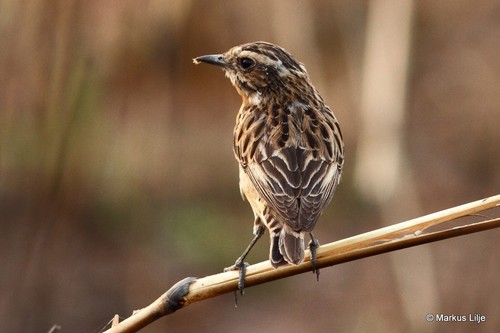 Whinchat