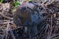 Amanita brunneolocularis