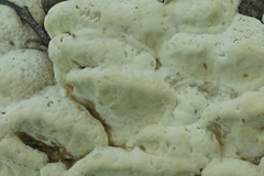 Vanderbylia robiniophila