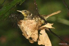 Phyllastrephus icterinus