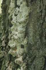 Vanderbylia robiniophila