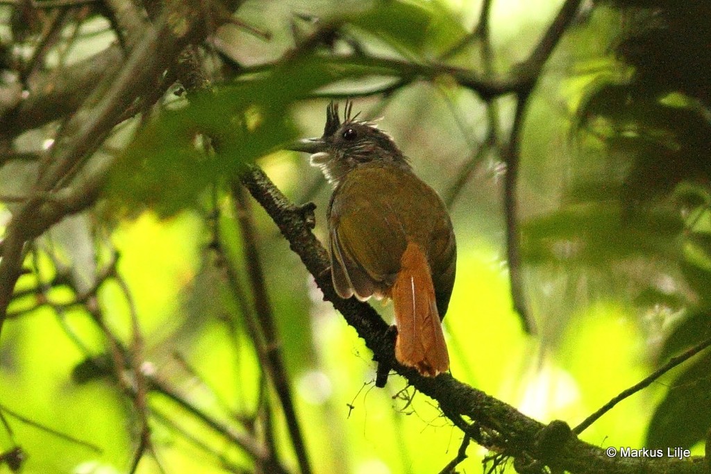 Eastern Bearded-Greenbul (Criniger chloronotus) photo
