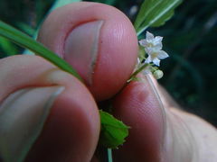 Cyclanthera dissecta