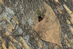 Atronanus fuliginosus