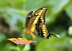 Heraclides thoas brasiliensis