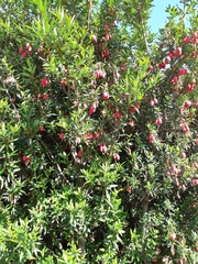 Crinodendron hookerianum