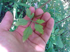 Cyclanthera dissecta