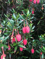Crinodendron hookerianum