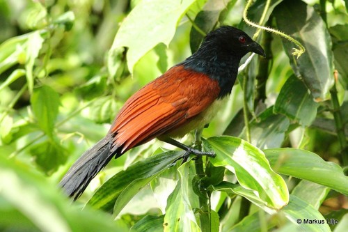 Black-throated Coucal