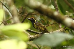 Buccanodon duchaillui