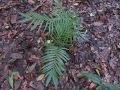 Chamaedorea pochutlensis