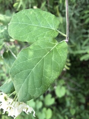 Funastrum pannosum
