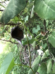 Funastrum pannosum