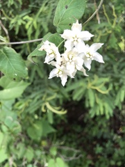 Funastrum pannosum