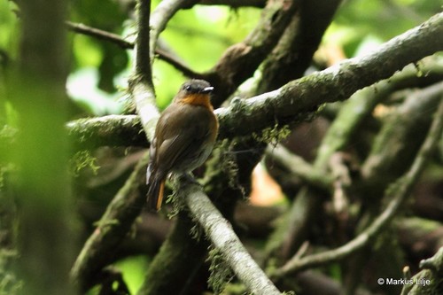 White-bellied Robin-Chat