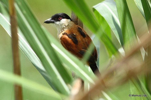 Marsh Tchagra