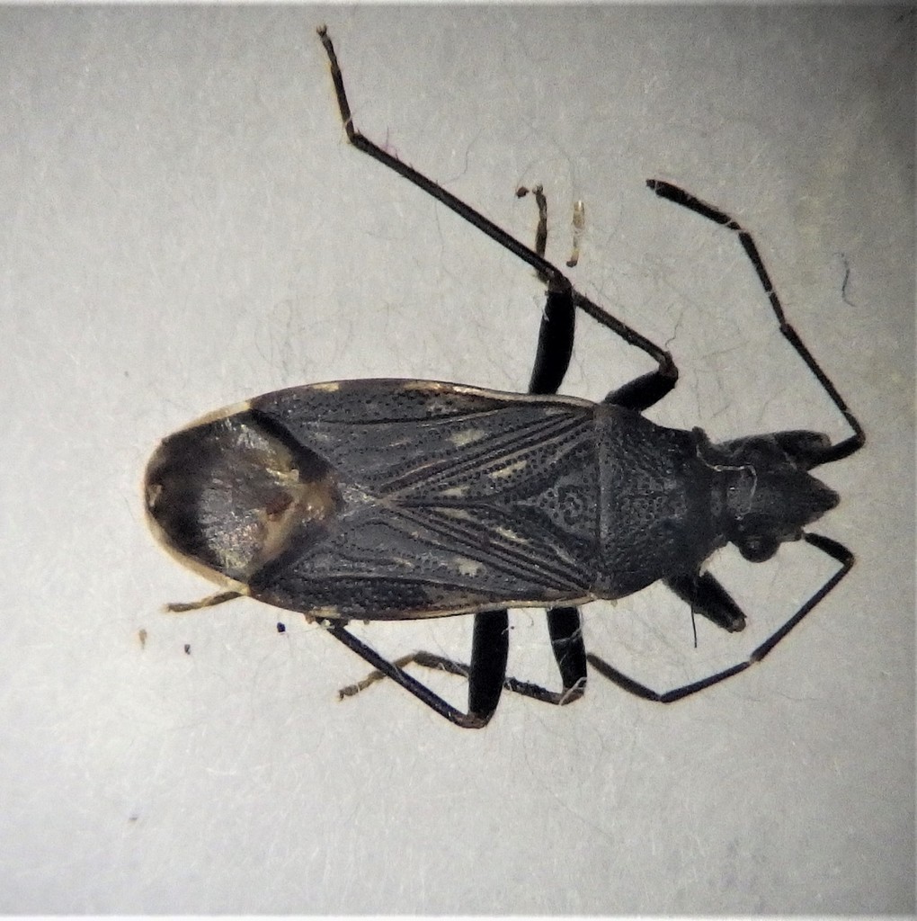 Bergidia atrata