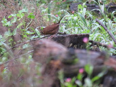 Troglodytes aedon brunneicollis