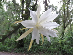 Disocactus anguliger