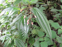 Miconia cornoides