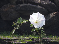 Datura ceratocaula
