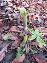 Arisaema macrospathum
