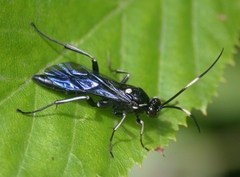 Cratichneumon unifasciatorius
