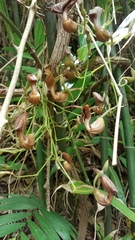 Aristolochia maxima