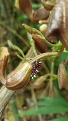Aristolochia maxima