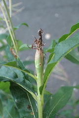 Mompha sturnipennella