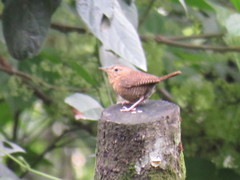 Troglodytes aedon brunneicollis