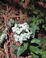 Lithospermum distichum