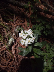 Lithospermum distichum